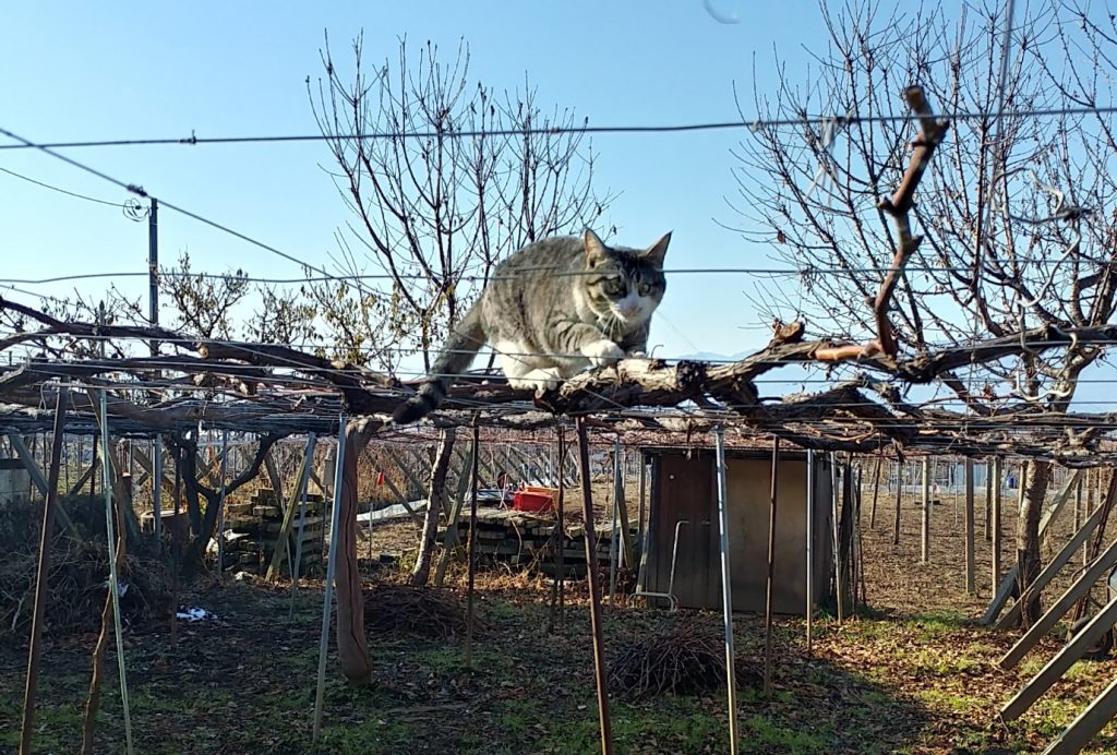 棚の上の猫