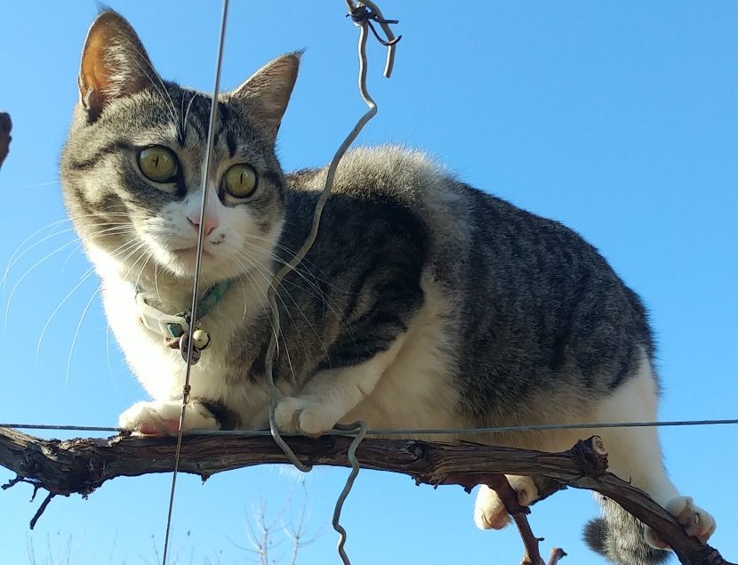 棚の上の猫